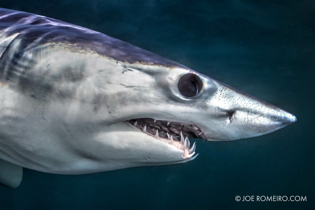 Mako shark (Joe Romeiro)