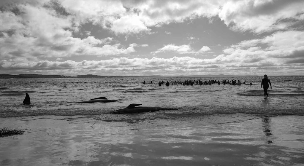 Pilot whale stranding (Parks and Wildlife Service, Western Australia)