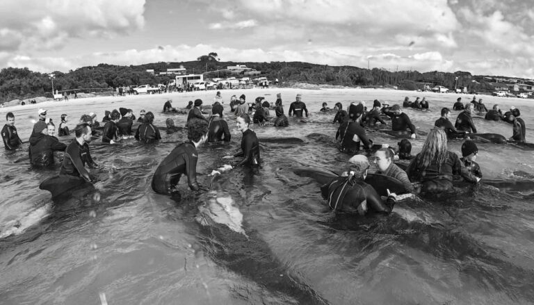 Rescuers try to help the pilot whales (Parks and Wildlife Service, Western Australia)