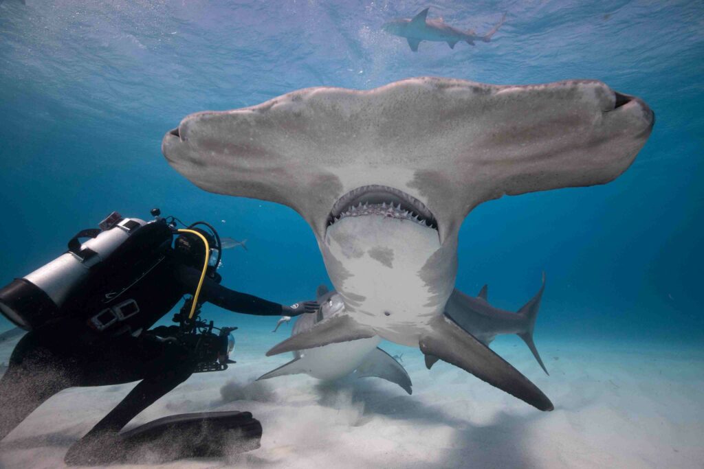 Scalloped hammerhead shark (Lauren Benoit)