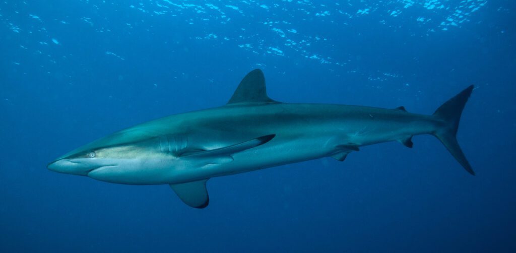 Silky shark at Gardens of the Queens (Q Phia)