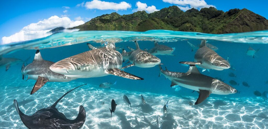 Greg Lecoeur, Scalopped Hammerhead shark in Coco Islands