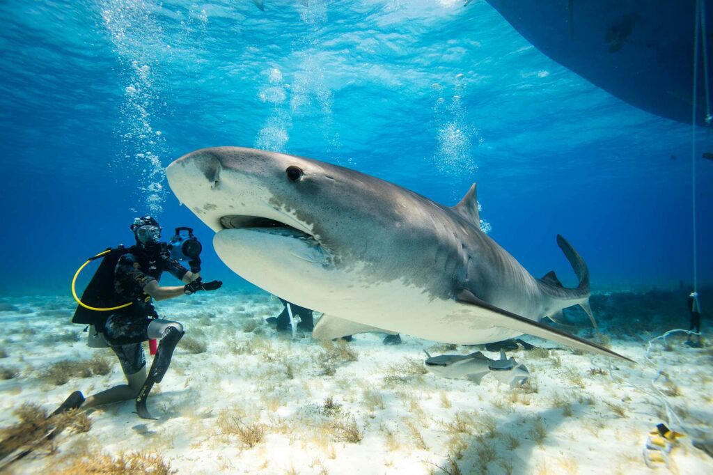Tiger shark, Bahamas (PADI)