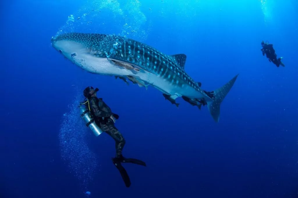 Whale shark (Rodrigo Friscione)