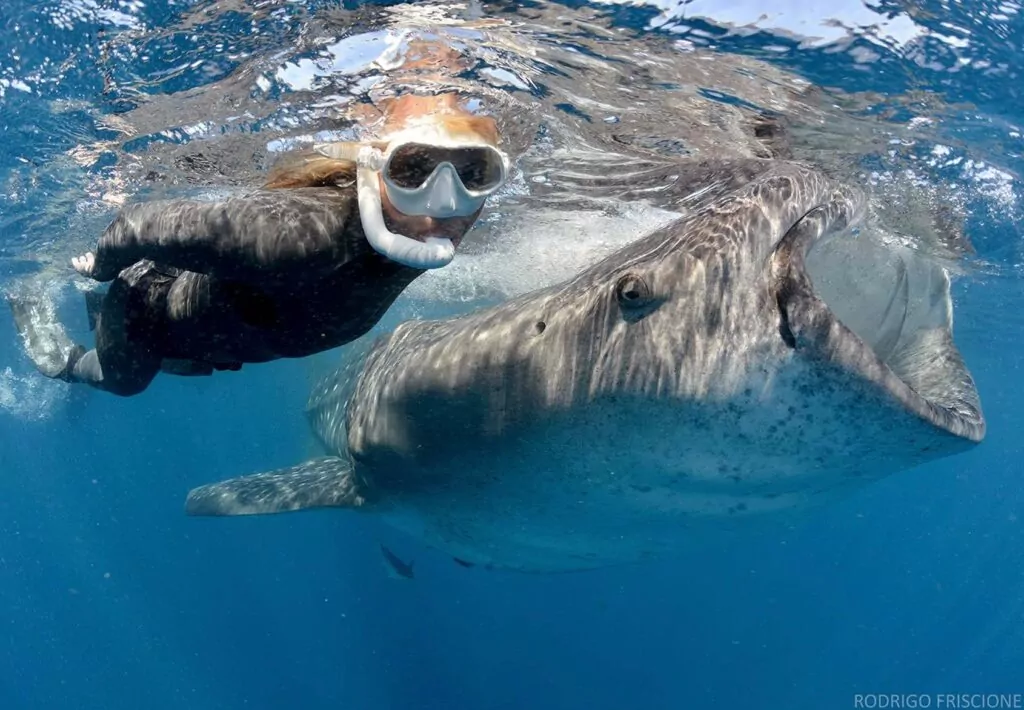 Whale shark (Rodrigo Friscione)