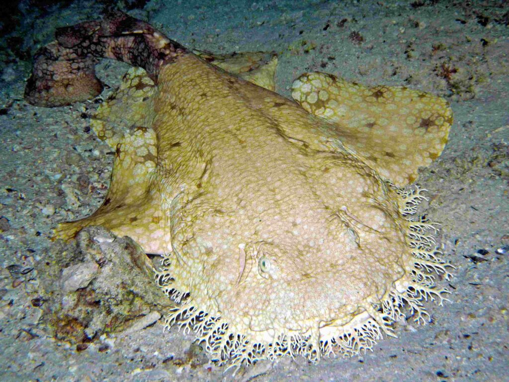 Wobbegong (Στιβ Γουάινμαν)