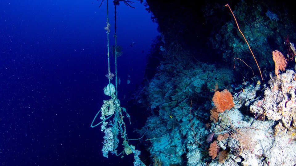 Nylonseil von einer Ankerleine hängt in Korallenriffen in der Dämmerungszone in der Nähe von Palau. (Luiz Rocha © California Academy of Sciences)