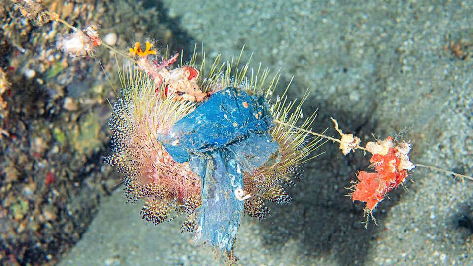A fire urchin clings to a fishing-line while camouflaging itself with a piece of a blue plastic about 130m deep in the Philippines (Luiz Rocha © California Academy of Sciences)