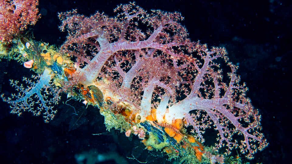 Mere end 1,200 visuelle undersøgelser blev udført på tværs af 84 lavvandede og mesofotiske revøkosystemer i 14 lande. (Luiz Rocha © California Academy of Sciences)