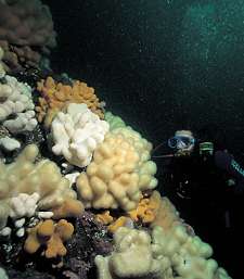 using up air on the shallow reef above the wreck