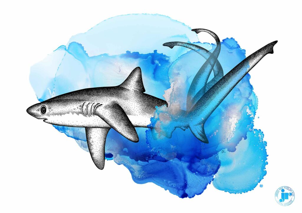 Bigeye thresher shark (Janine Rossiter)