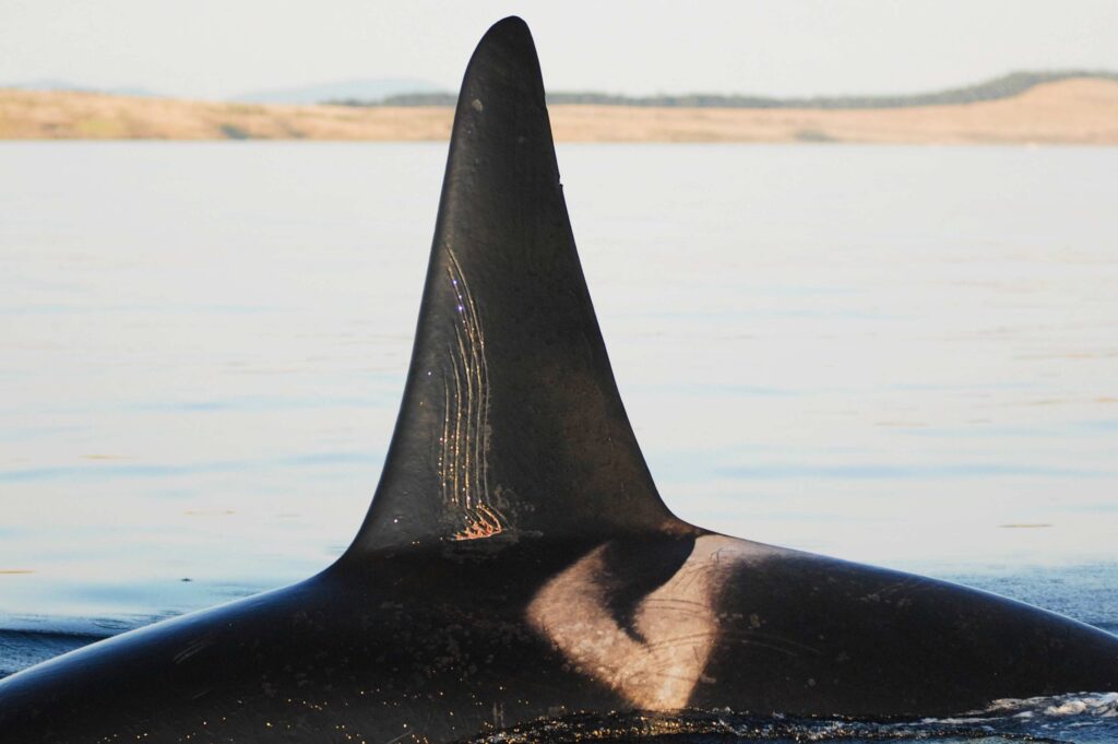 Adult male with deep tooth rake-marks (David Ellifrit /Centre for Whale Research)