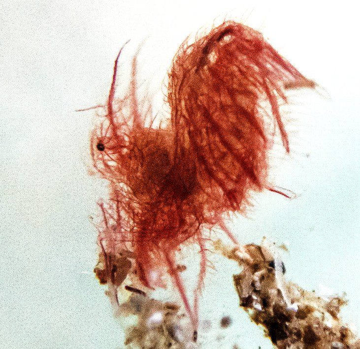 See-through - an algae shrimp (Federica Carr)