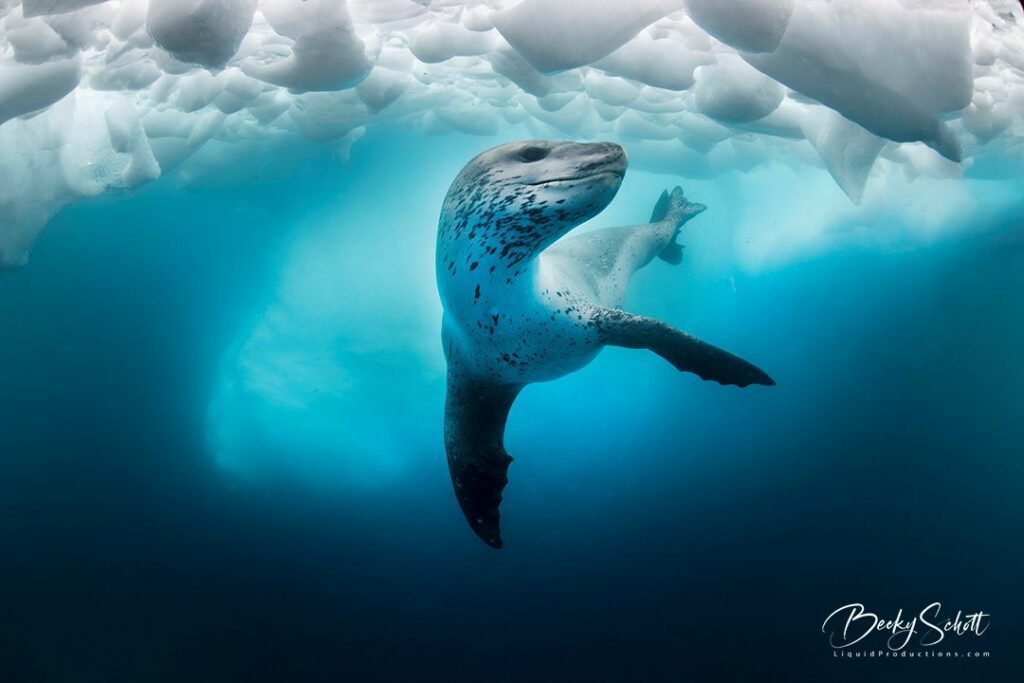 Leopard seal in Antarctica (Becky Schott)