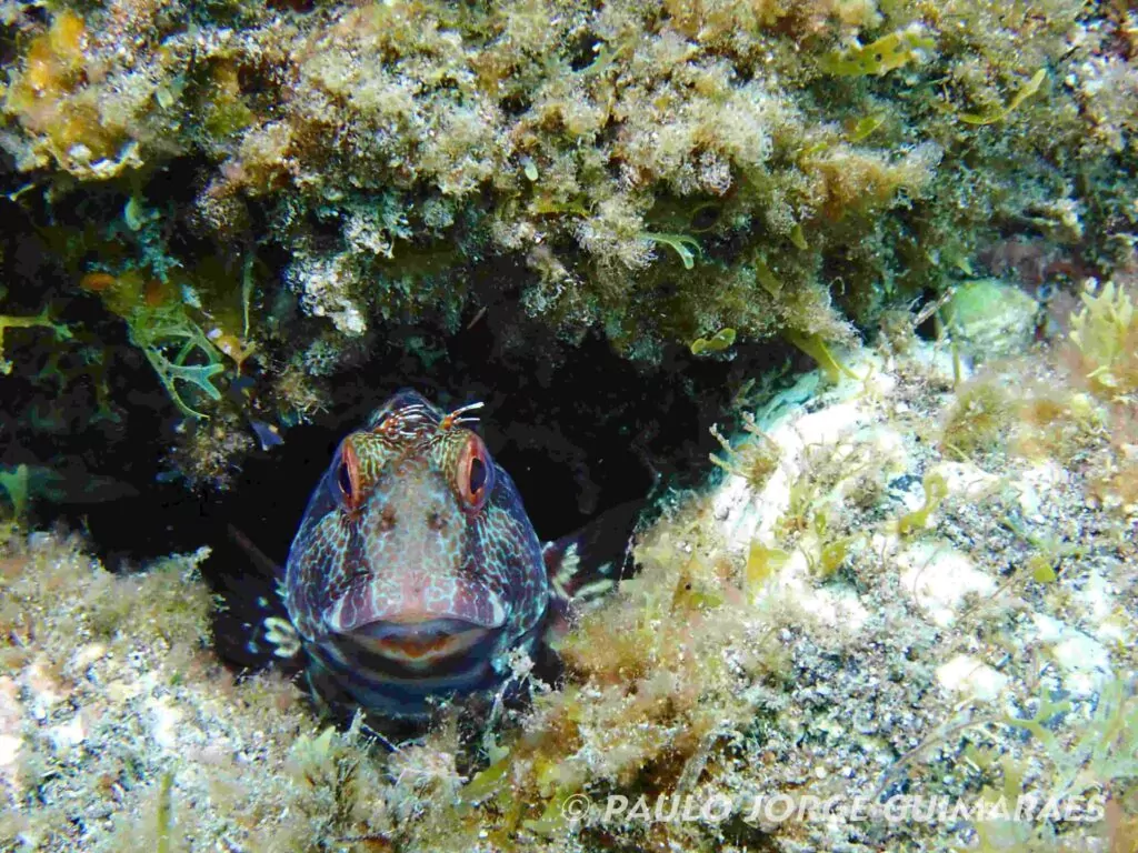 Blenny (Paulo Jorge Guimaraes)