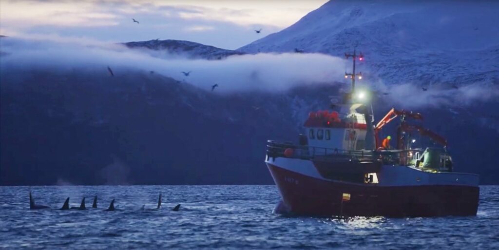 Barco de pesquisadores com baleias assassinas