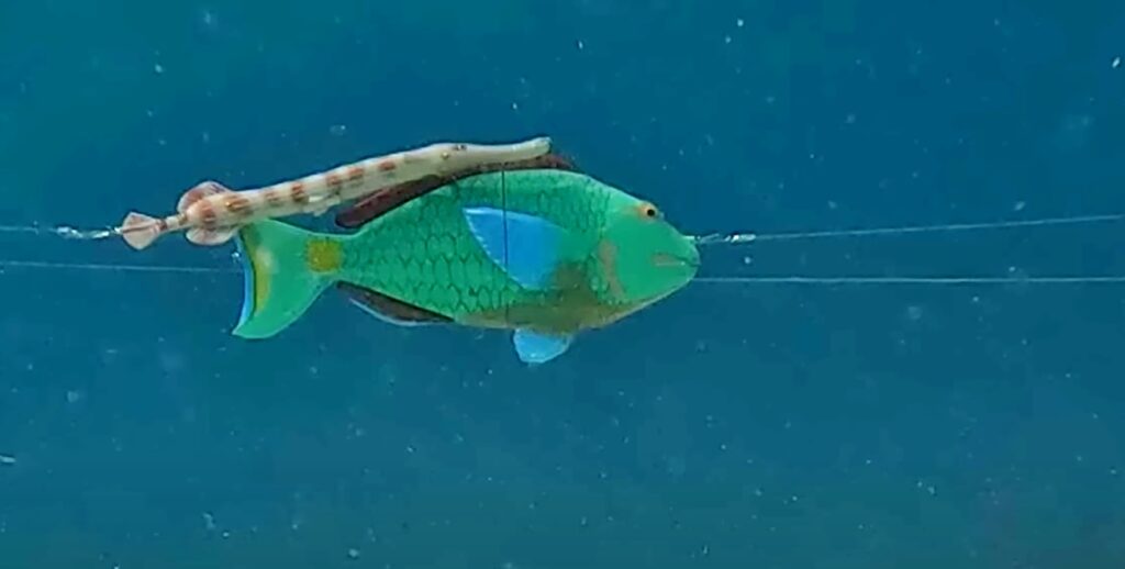 trumpetfish and parrotfish (University of Cambridge)