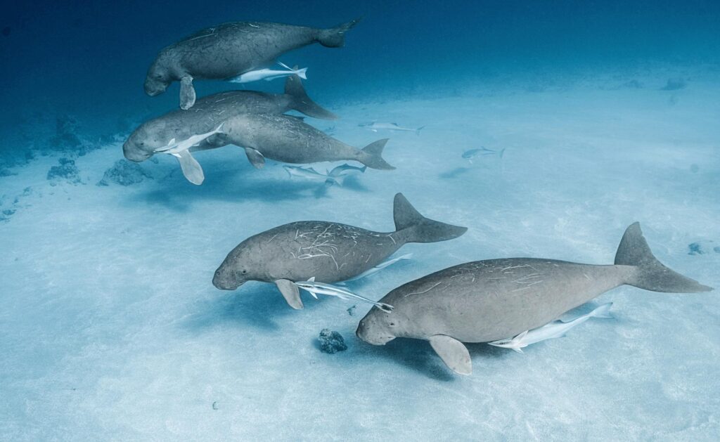 Dugongs in Vanuatu (Andi Cross)