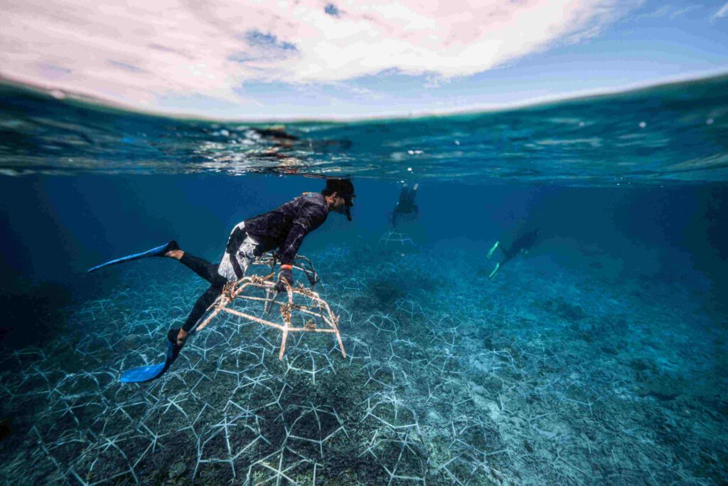 Setting out new reef stars during The Big Build (Mars / Ocean Culture Life)