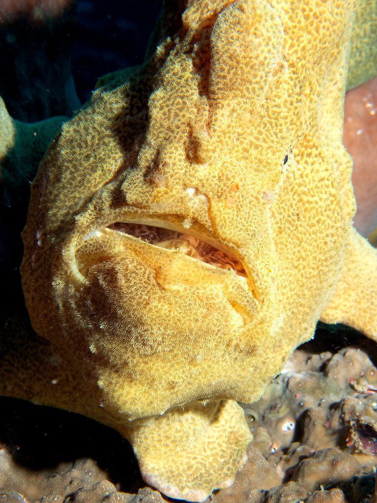 Frogfish (Federica Carr)