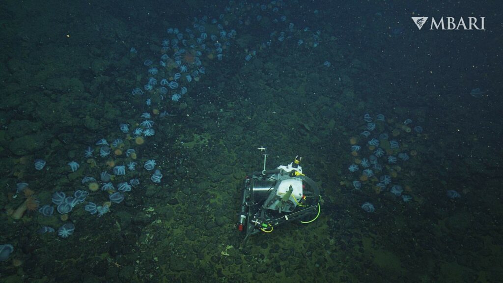 A time-lapse camera developed by MBARI engineers allowed its researchers and collaborators to monitor nesting octopus at the Octopus Garden for more than six months (© 2022 MBARI)