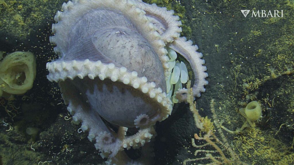 Aggregation of female pearl octopuses (© 2022 MBARI)
