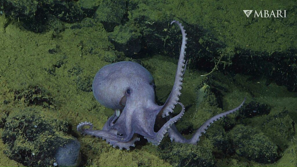 Male pearl octopus at Octopus Garden (© 2019 MBARI)