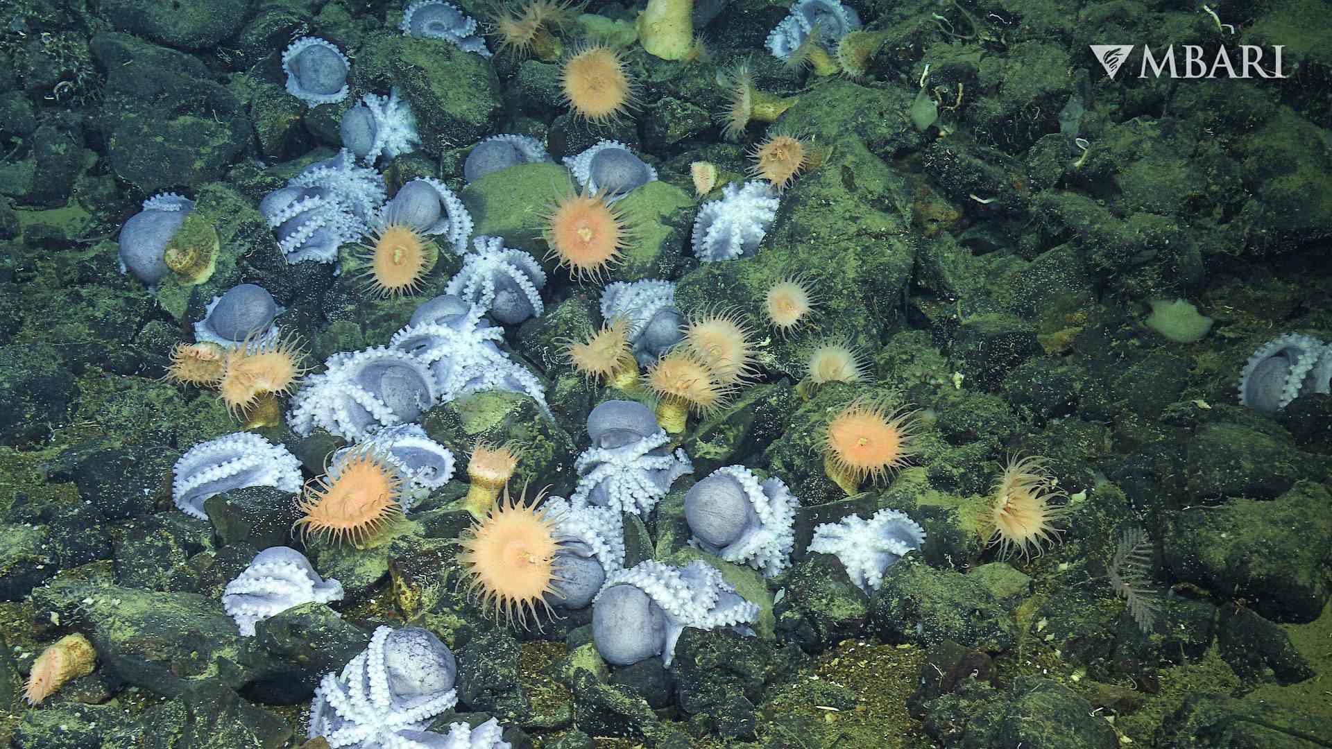 Octopus Garden is a deep-sea egg accelerator
