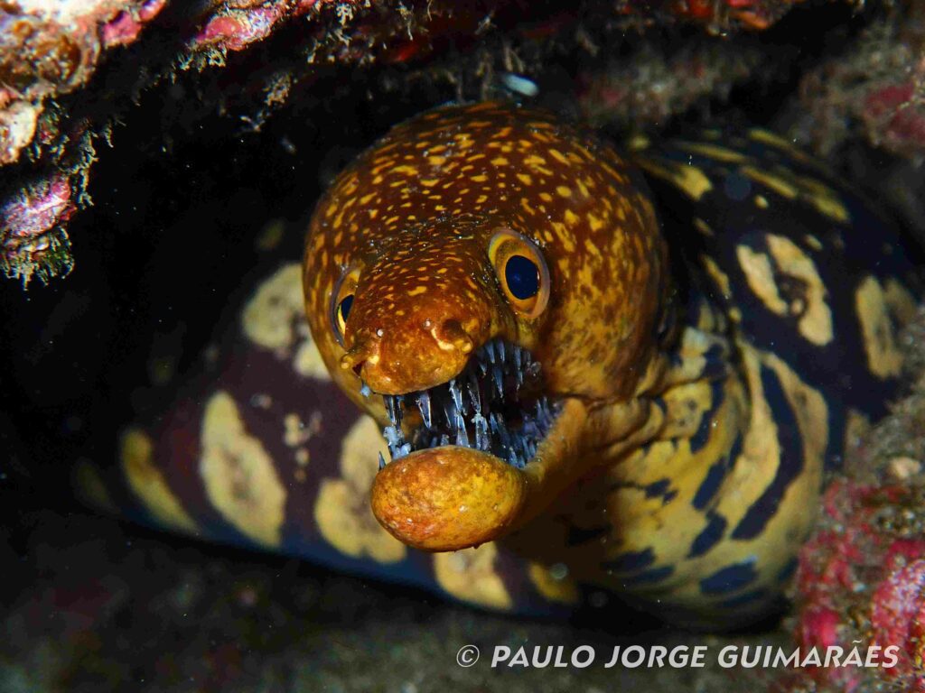 Moray eel (Paulo Jorge Guimaraes)