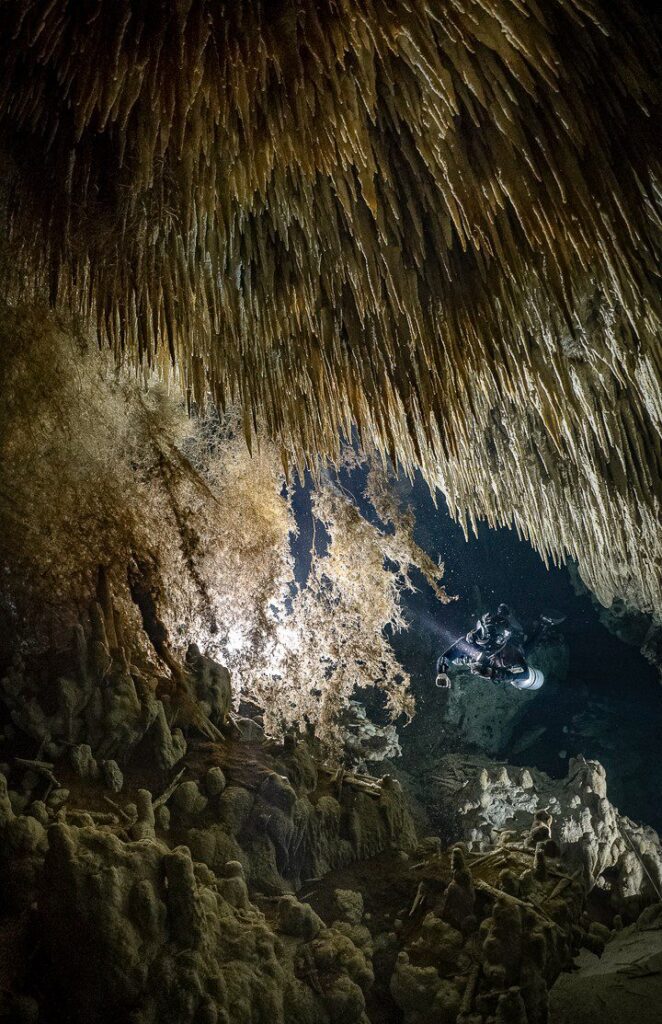 Roots cenote, Mexico by Natalie Gibb, on display at Diving Talks
