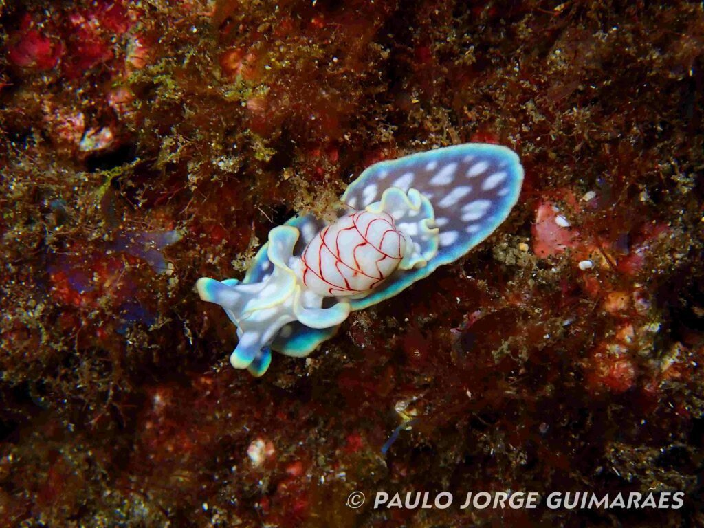 Nudibranch (Paulo Jorge Guimaraes)