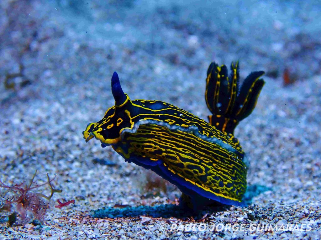 Nudibranch (Paulo Jorge Guimaraes)