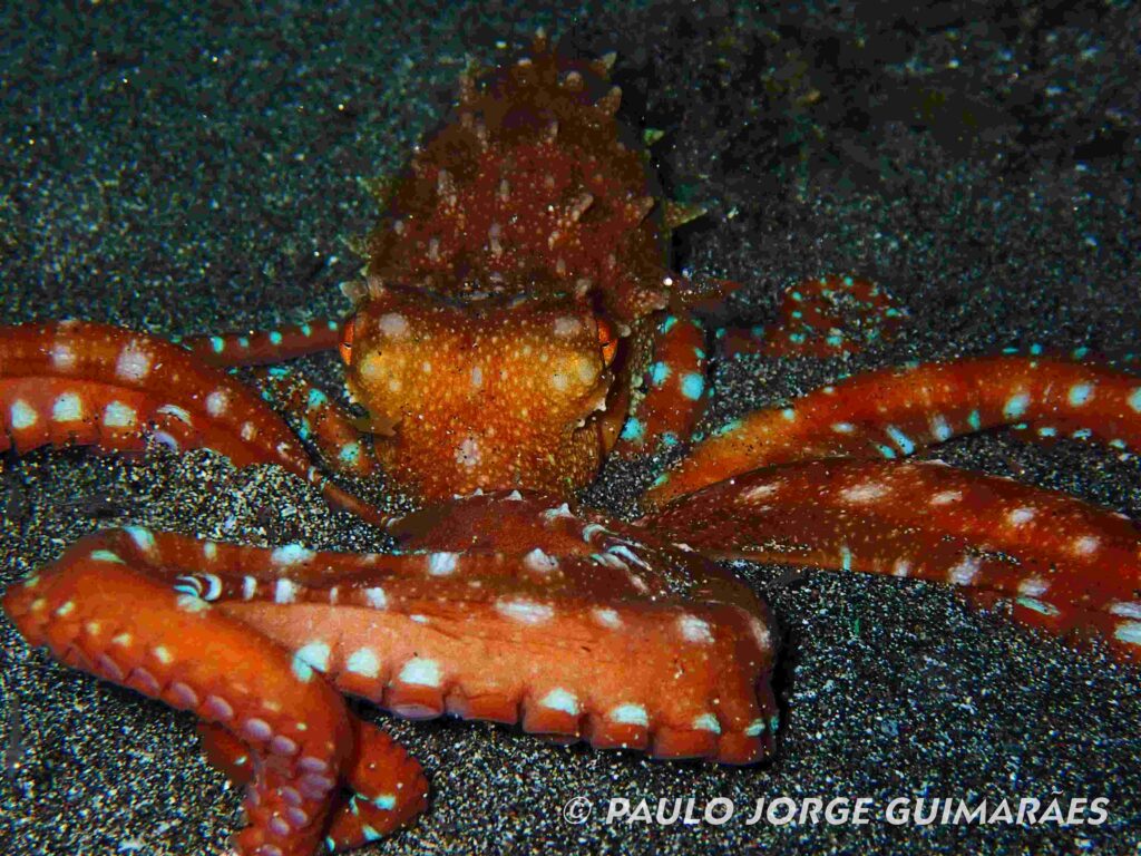 Octopus (Paulo Jorge Guimaraes)
