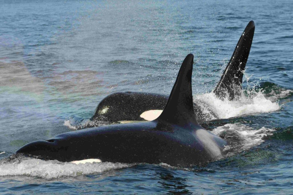 Post-reproductive mother and adult son (David Ellifrit / Centre for Whale Research)