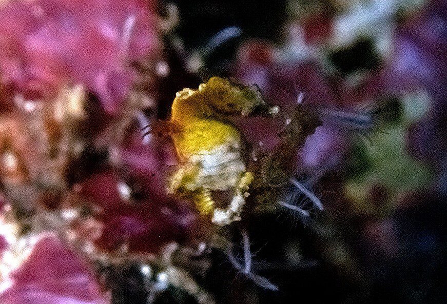 Pygmy seahorse (Federica Carr)