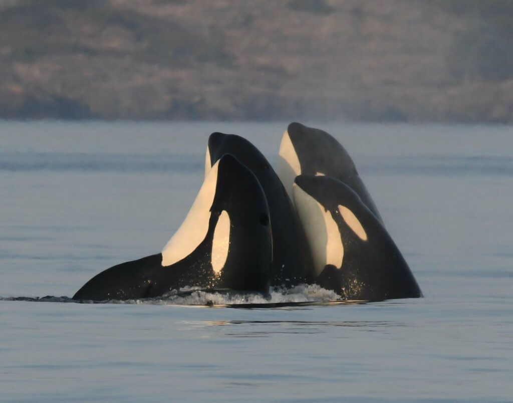 Resident killer whales spy-hopping (Katie Jones / Centre for Whale Research)