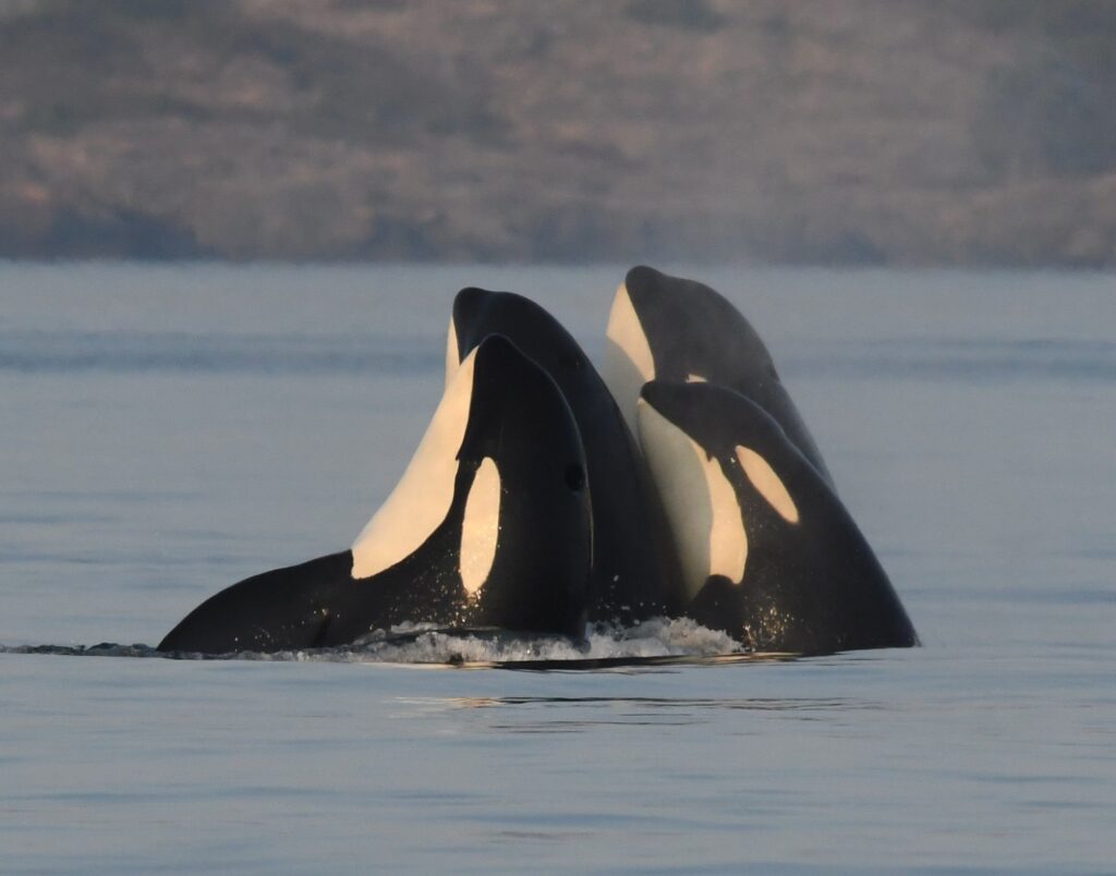 What makes male killer whales ’mother’s boys’?