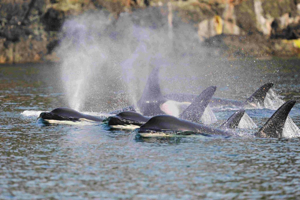 Resident killer whales travelling as a group (Kenneth Balcomb / Centre for Whale Research) 
