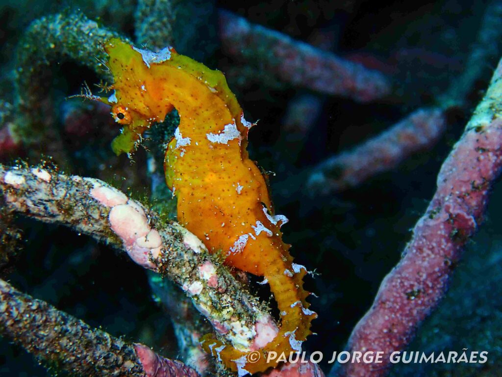 Seahorse (Paulo Jorge Guimaraes)