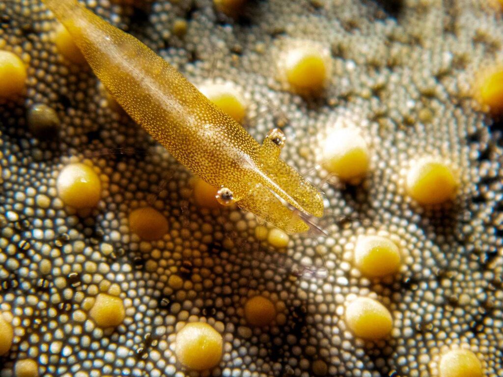 Seastar shrimp (Federica Carr)