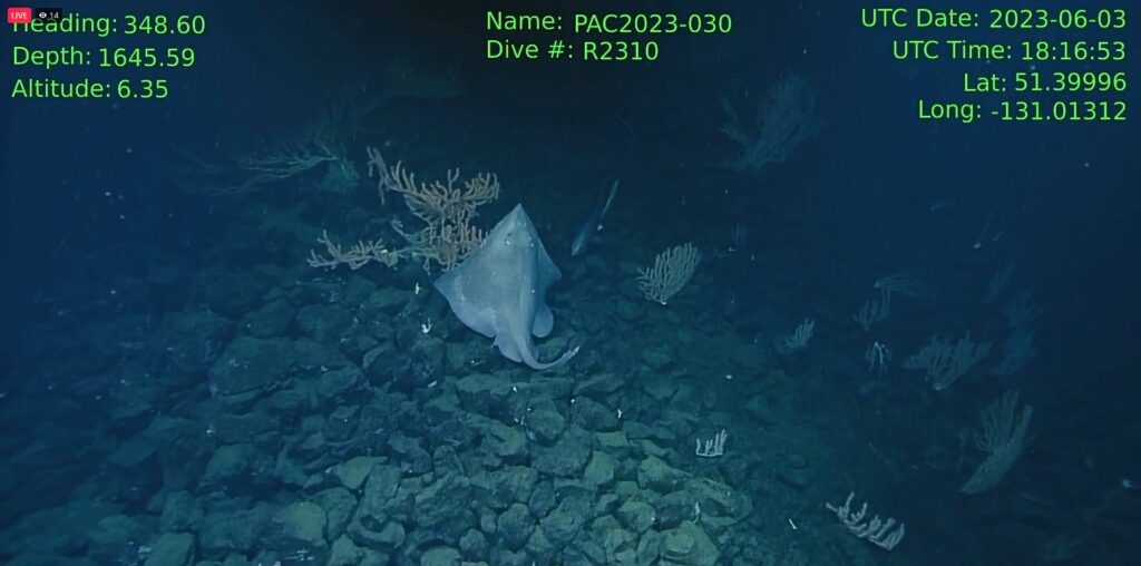 A skate captured in the act of egg-laying (ROPOS / NEPDEP)