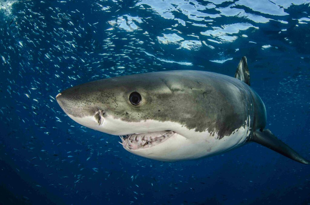 Great white shark (new interactive 3D models can now be found on the World of Sharks website (Byron Dilkes / SOSF)