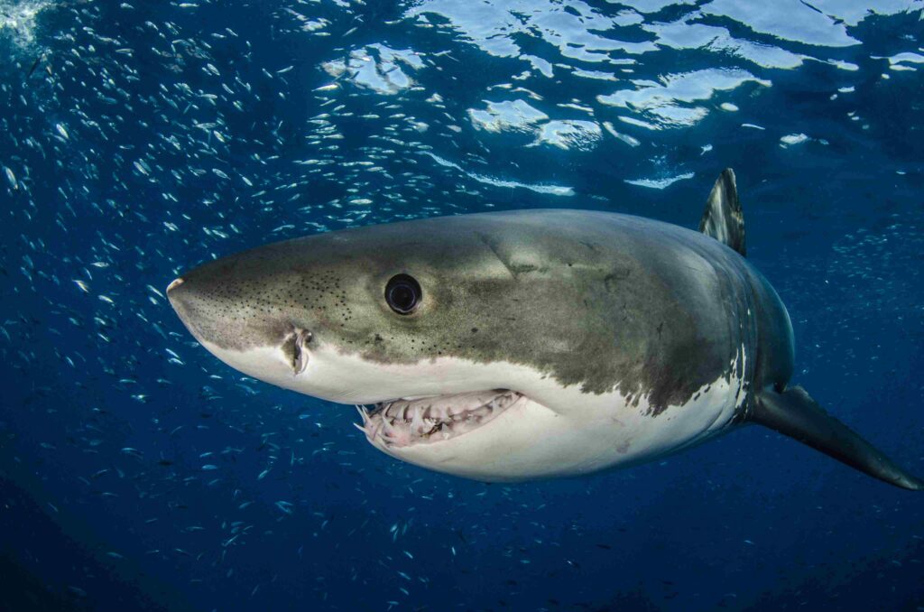 Great white shark (new interactive 3D models can now be found on the World of Sharks website (Byron Dilkes / SOSF)