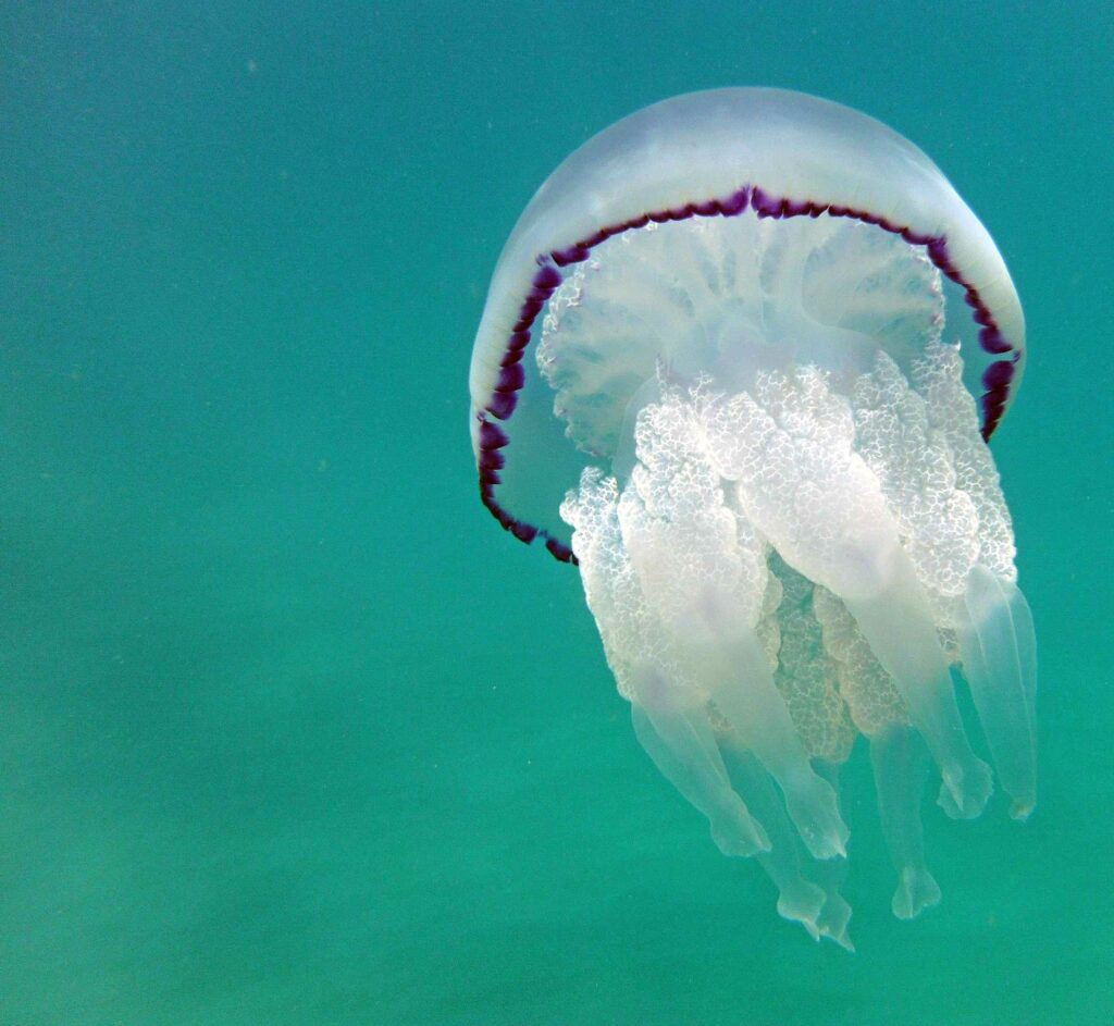Barrel jellyfish (Andrea Bonifazi)