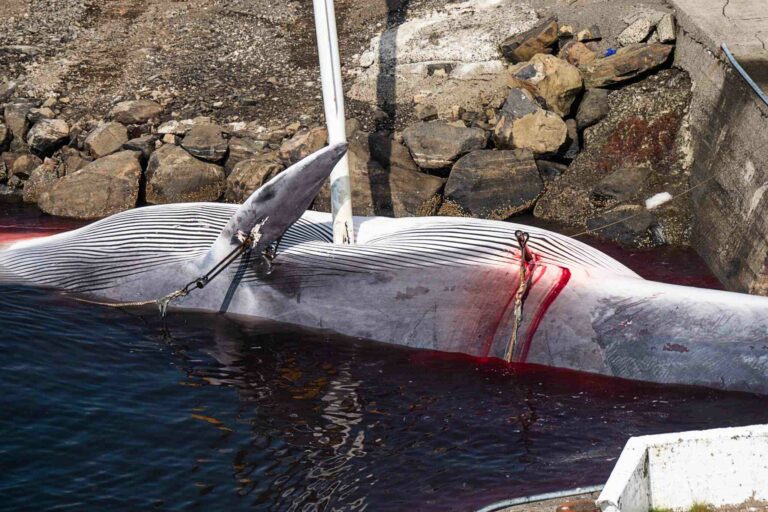 Harpooned fin whale in Iceland last year (Arne Feuerhahn / Hard To Port)