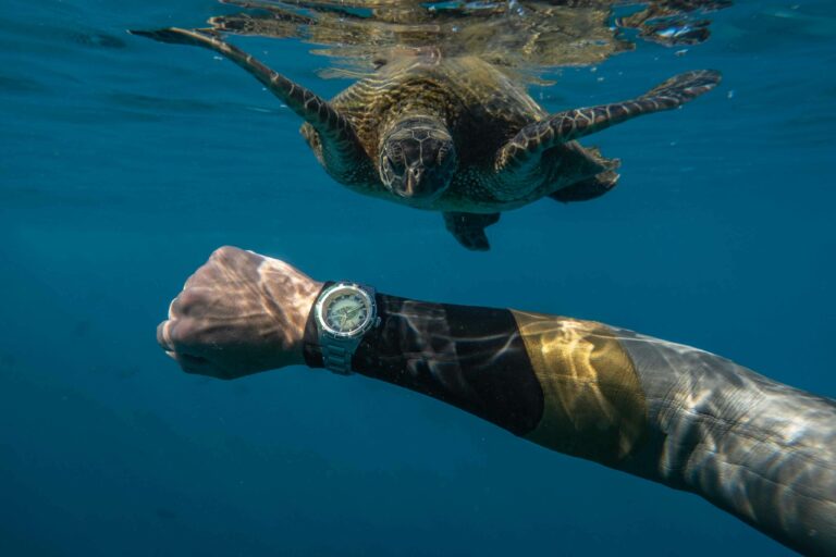 A turtle finds itself drawn to the Spinnaker MCS Capsule limited turtle edition (see below)