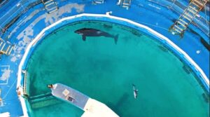 Li’i and the late Lolita in the tank (PETA)