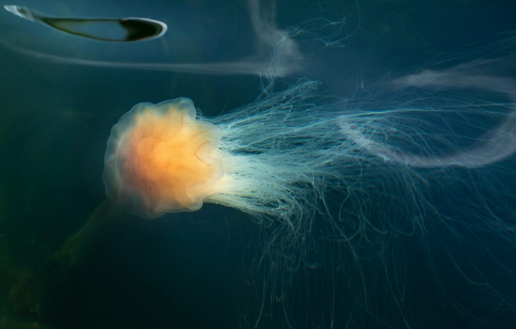 Lion's mane jellyfish (W Carter)