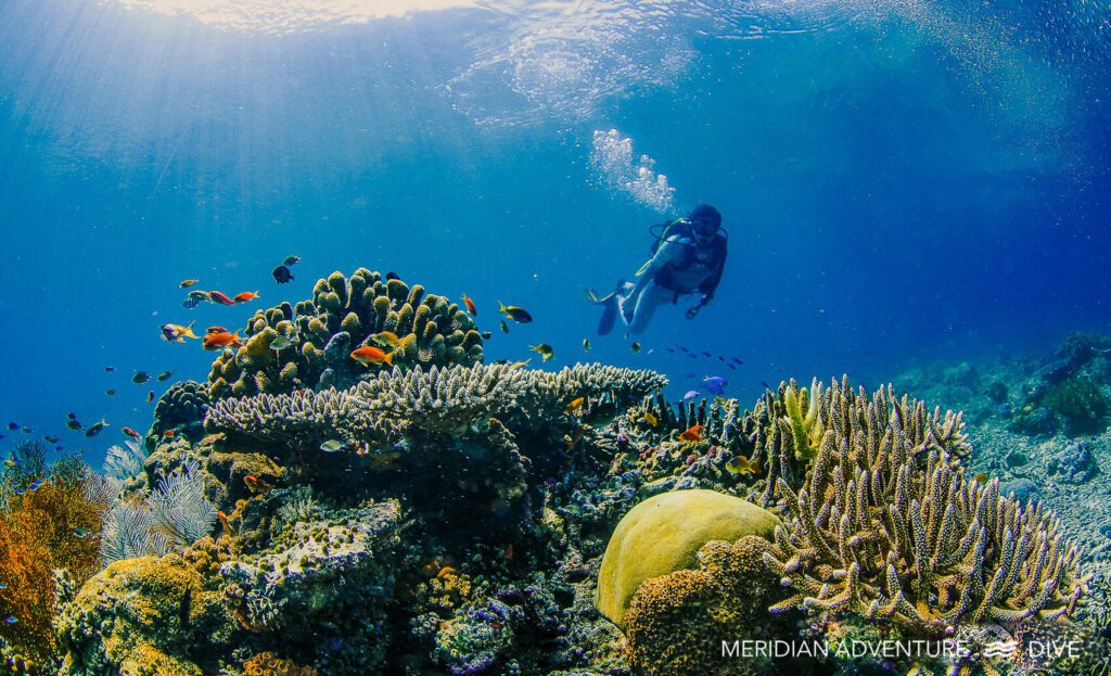 Meridian Adventure Dive Coral 8