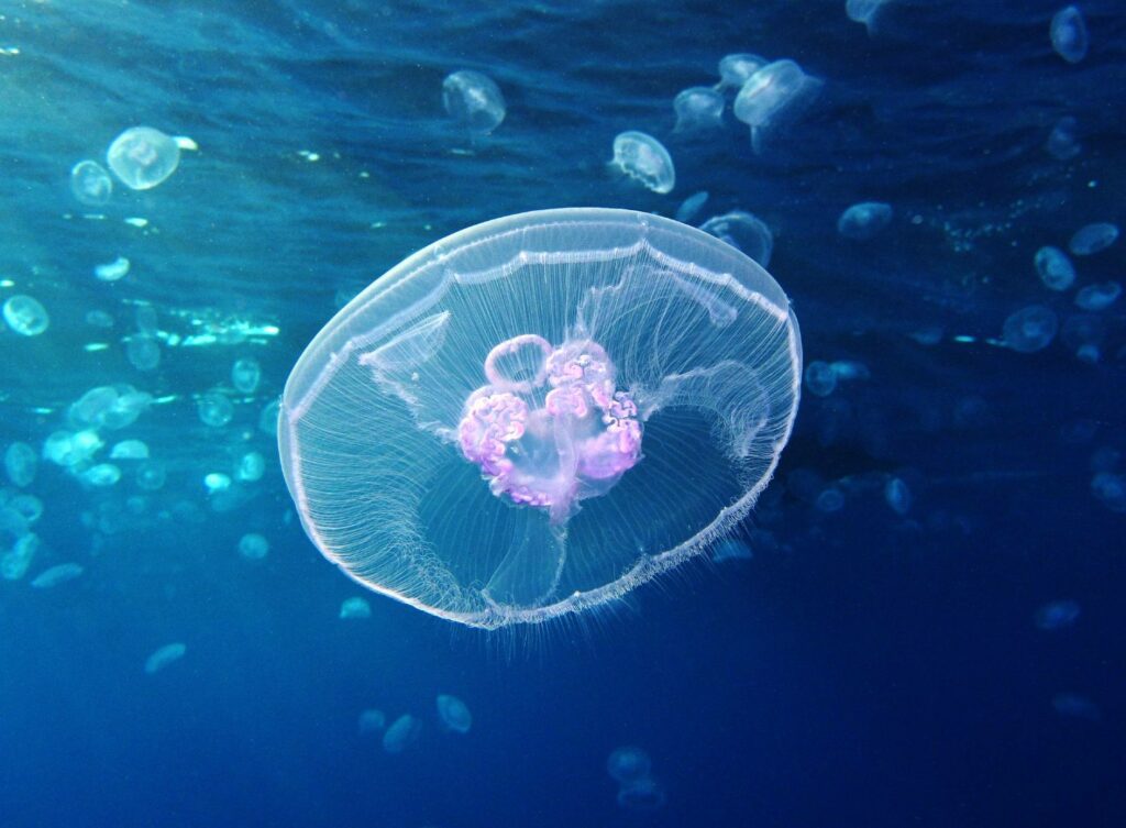 Moon jellyfish (Alexander Vasenin)